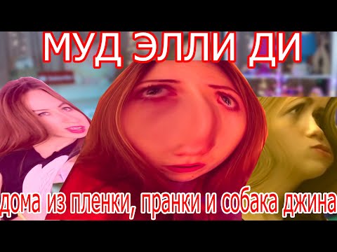 Видео: МУД ЭЛЛИ ДИ| собака джина, дома из пленки и каналы о питомцах