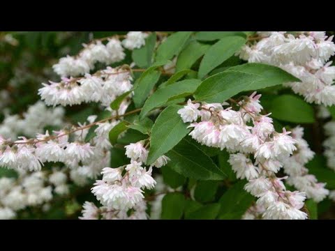 Видео: Дейция. Как и когда обрезать? Как ухаживать?