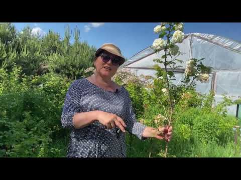 Видео: Как пермакультура помогает растениям Часть 1
