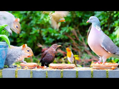 Видео: Видео для кошек 🕊️ Птицы и белки едят на стене у цветов 🐿️ Видео для котов 4K HDR