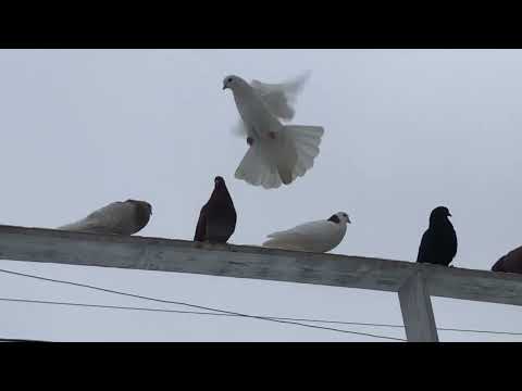 Видео: Пермские ижевские 🕊