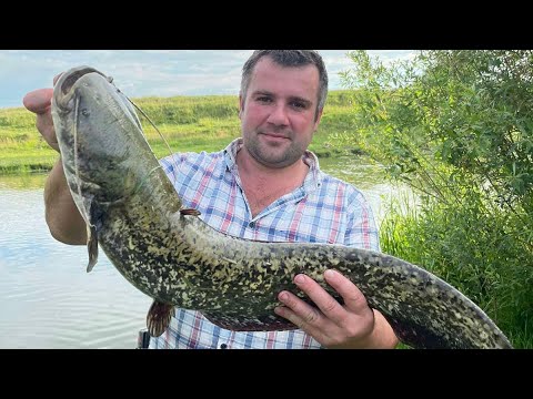 Видео: Сом на р. Горинь тролінгом! Горинь вся в браконьєрських сітках. Рибалка на р.Горинь 2022