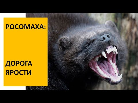 Видео: РОСОМАХА, Wolverine  (Gulo gulo). Энциклопедия дикой природы