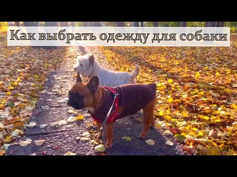 Видео: Нужна ли одежда собакам?  Каким хвостикам нужна одежда?   #собака  #одежда  #прогулка 