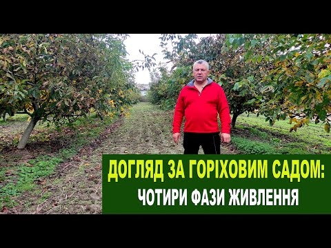 Видео: № 147 Догляд за горіховим садом: 4 фази живлення