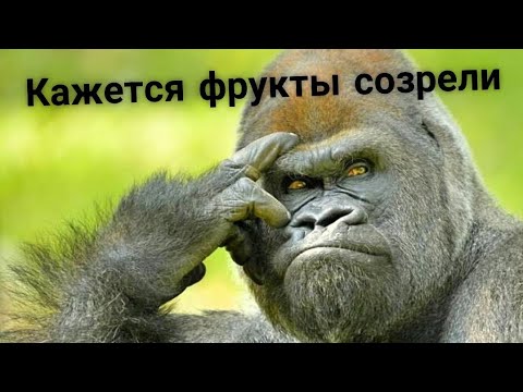 Видео: КАКИЕ ФРУКТЫ РАСТУТ В ДЖУНГЛЯХ ГОА