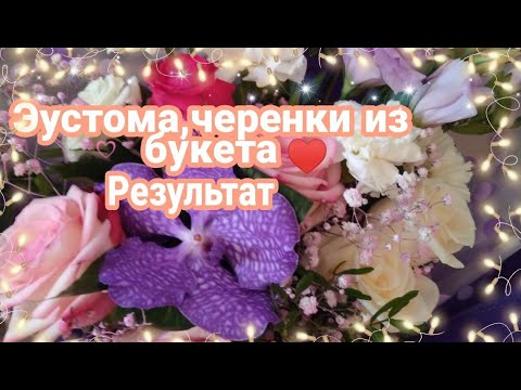 Видео: ЭУСТОМА ИЗ БУКЕТА МОЙ МЕТОД ЧЕРЕНКОВАНИЕ 🤗 И МОИ УКОРЕНЕННЫЕ ЧЕРЕНКИ.