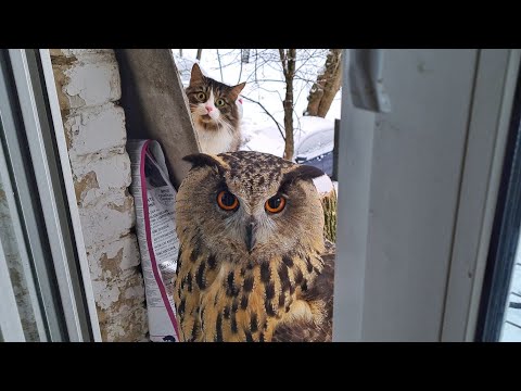 Видео: Кот за спиной у совы. Филин Ёль и кот Мурлок- тонкие отношения. Кто отключил камеру?