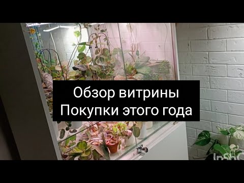 Видео: Обзор витрины// покупки этого года