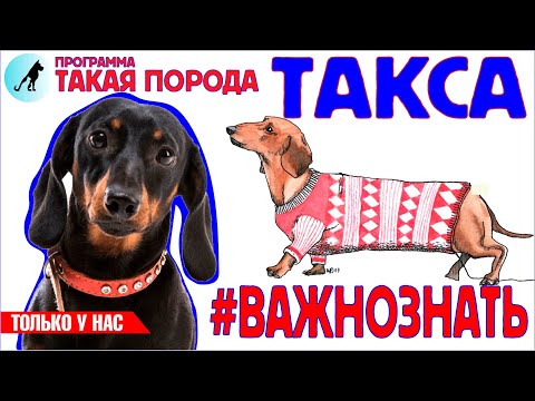 Видео: Такая порода - Такса