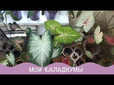 Видео: Про цветы. Мои каладиумы. Новички и старички.