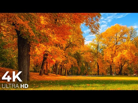 Видео: Осенние чудеса 🍁 Расслабляющая фортепианная музыка в 4K – Красивые и умиротворяющие осенние мелодии