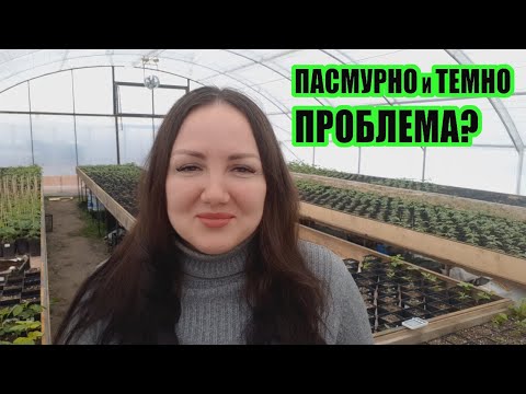 Видео: Как правильно выращивать саженцы ежевики и малины, если на улице пасмурно и темно