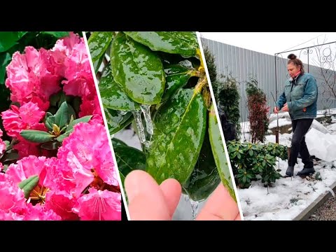 Видео: Рододендроны зимой / Как укрыть рододендрон, мой опыт ухода за альпийской розой