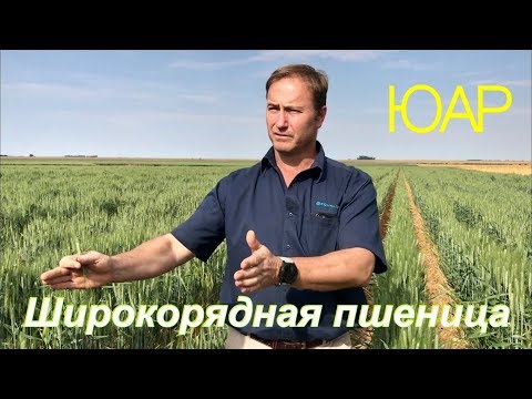 Видео: Широкорядная пшеница в Южной Африке