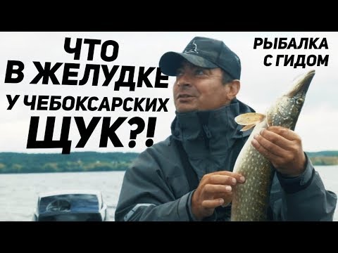 Видео: Рыбалка с гидом  на Чебоксарском водохранилище