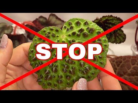 Видео: ВИДЕО НЕ ДЛЯ ВСЕХ/БЕГОНИИ/РАСПАКОВКА