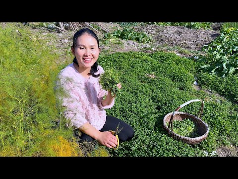 Видео: Семена травы вырастут. Возьмите горсть и поджарьте их. Очень вкусно и освежающе.