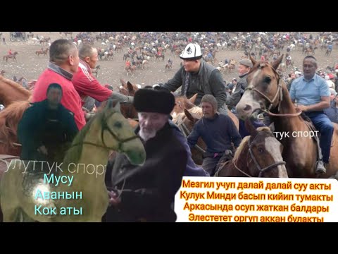 Видео: Кума БАЛБАН кош тайга таштады