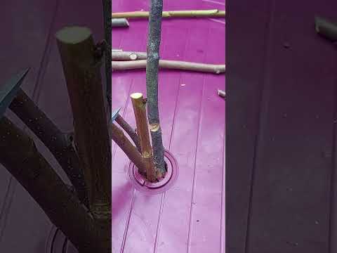 Видео: Порівняння японських секаторів Kozo 200/ Okatsune 103 