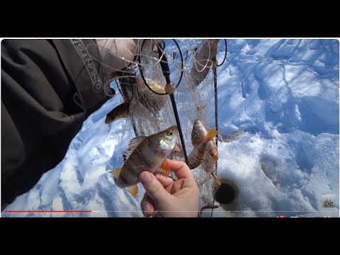 Видео: Глухозимье заканчивается. Приехали на разведку. Поставили хапуги.