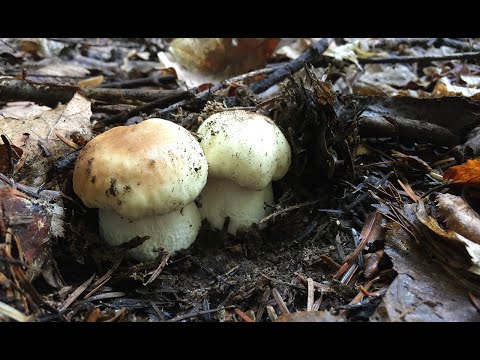 Видео: Грибы в СЕНТЯБРЕ: белые, печеночница, сыроежки. Сушу сыроежки и печеночницу.
