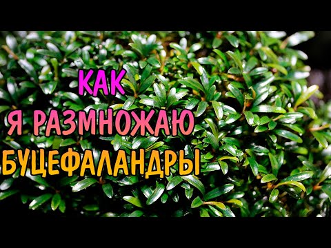 Видео: КАК Я РАЗМНОЖАЮ БУЦЕФАЛАНДРЫ