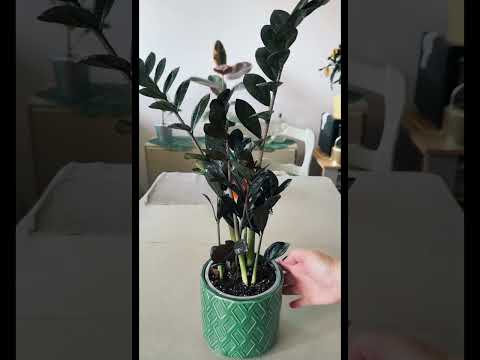 Видео: ПЕРЕСАДКА ЗАМИОКУЛЬКАСА РАВЕН
