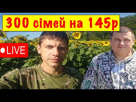 Видео: 300 Бджолосімей на рамці 145 🐝 Олексій Жорновий ✅