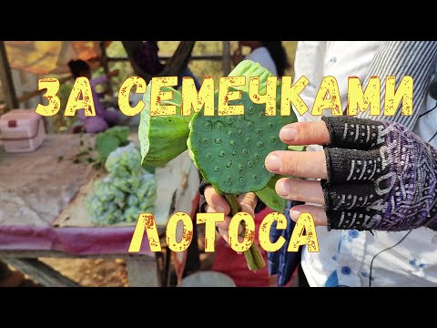 Видео: Siem Reap: через город на мотобайке! #cambodia #камбоджа 