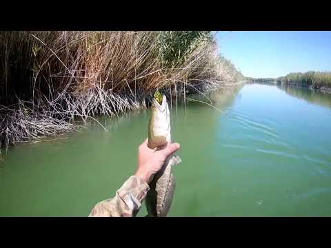 Видео: Ловля змееголова в дельте  реки Или. Часть 1 .