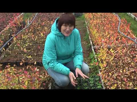 Видео: Как укореняются зимние черенки голубики