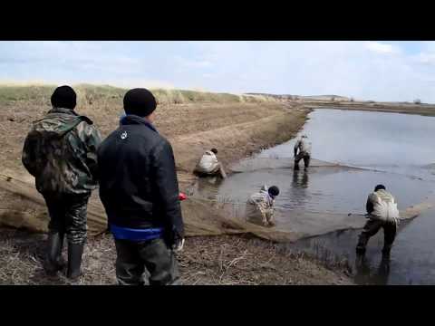 Видео: Облов пруда неводом и зарыбление нагульных прудов. Карагандинский рыбопитомник