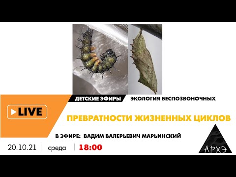 Видео: Детский эфир "Превратности жизненных циклов" курса "Экология беспозвоночных" Вадима Марьинского