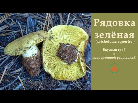 Видео: Вкусный гриб с подпорченной репутацией! Рядовка зелёная - Tricholoma equestre