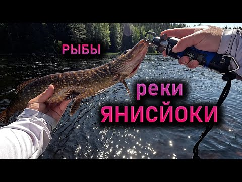 Видео: РЕКА ЯНИСЙОКИ горная, быстрая, а рыба наша обычная
