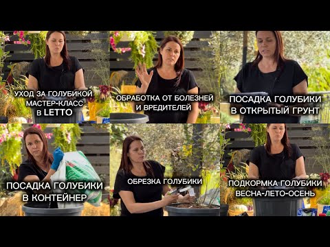 Видео: Выращивание голубики в контейнере и в грунте. Уход и обрезка. Запись мастер-класса в LETTO