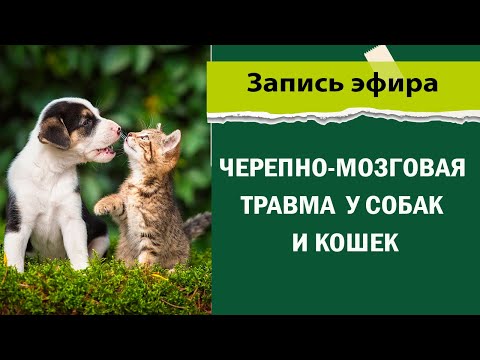 Видео: Черепно-мозговая травма у собак и кошек