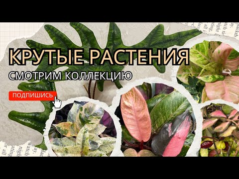Видео: Крутые растения! Смотрим коллекцию. Обзор.