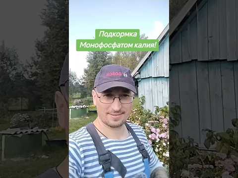 Видео: Подкормка растений монофосфатом калия осенью!#удобрения #подкормки #огород #дача #урожай #деревня