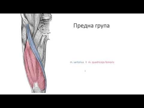 Видео: Мускули на бедрото (5:54) ┃teoriyata.com