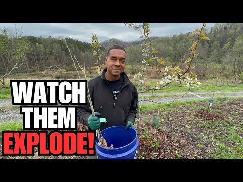 Видео: Дайте заряд энергии вашим фруктовым деревьям с помощью азотфиксирующих деревьев!