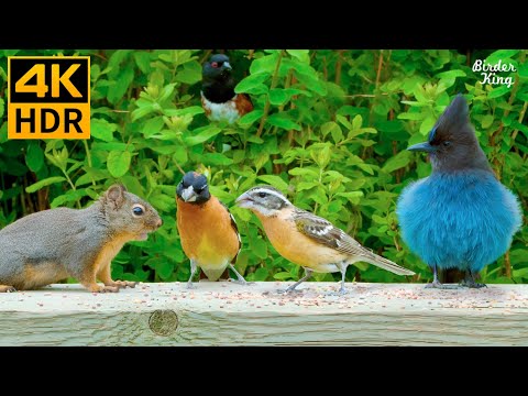 Видео: КОШКА ТВ 😺 Увлекательные птицы и их белочьи друзья 🐦 8 часов (4K HDR)