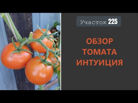 Видео: Томат Интуиция. Не подведет, НО…