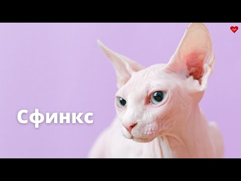 Видео: СФИНКС