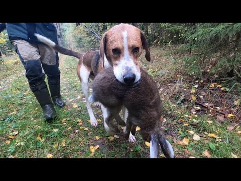 Видео: Охота на зайца с пегой гончей