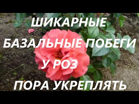 Видео: Шикарные базальные побеги пора укреплять!!! НИЖНИЙ НОВГОРОД.