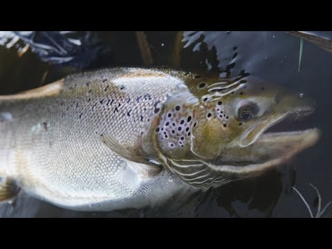 Видео: Лосось 2021 Нерис