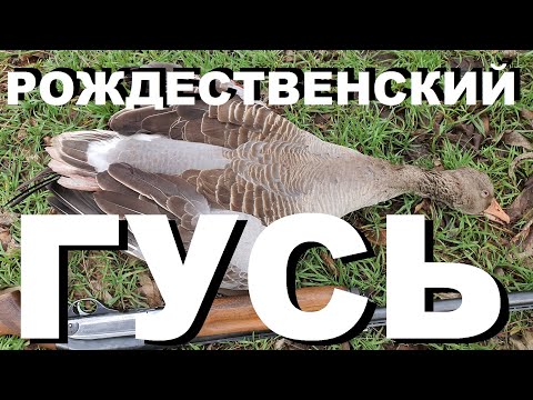 Видео: РОЖДЕСТВЕНСКИЙ ГУСЬ. ОХОТА НА ГУСЯ НА КУБАНИ 2022. ДОБЫЧА И ПРИГОТОВЛЕНИЕ ТРОФЕЕВ. РЕЦЕПТЫ СЮФ.