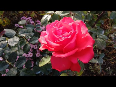 Видео: Розы. Моя коллекция чайно-гибридных роз. Обзор к заказам.